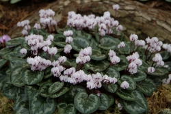 Nice white flowers with a pink base over deep green rounded foliage.